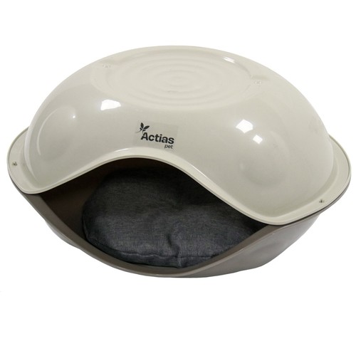 Cat kitten pet - house, dog